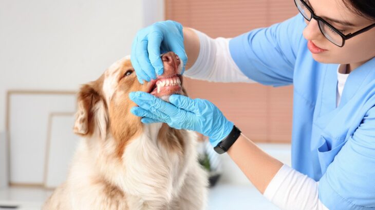 犬が亡くなるかもしれない『口腔内の病気』６選　早期発見のために飼い主がすべきことまで(ブログ)
