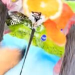 犬の散歩に行こうとしたら、突然の雨→即席カッパとして『袋』を被せたら…まさかの『殿様化』する光景に爆笑「肩パッドで草」「色合い素敵ｗｗ」(ブログ)