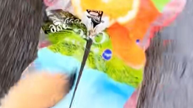 犬の散歩に行こうとしたら、突然の雨→即席カッパとして『袋』を被せたら…まさかの『殿様化』する光景に爆笑「肩パッドで草」「色合い素敵ｗｗ」(ブログ)