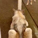 細い柱で隠れている弟犬→兄犬が探しに来ると『丸見え』で…空気を読んで見せた『まさかの神対応』に反響　お茶目で尊いやり取りにほっこり(ブログ)