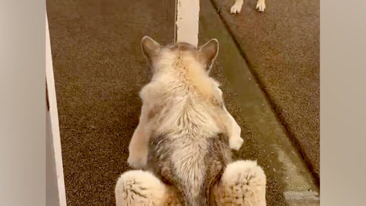 細い柱で隠れている弟犬→兄犬が探しに来ると『丸見え』で…空気を読んで見せた『まさかの神対応』に反響　お茶目で尊いやり取りにほっこり(ブログ)