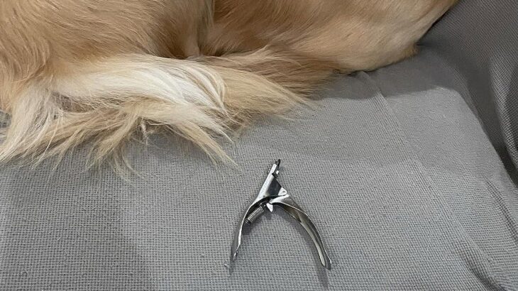 爪切りが嫌いな大型犬に近づいた結果→『今から爪を切る』とバレてしまい…まさかの『先手を打たれた光景』に反響「手足ナイナイ」「賢いｗ」(ブログ)
