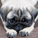 『メンタルが弱い犬』がみせる行動3つ　愛犬の精神面を強くする方法はあるの？(ブログ)