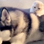 子猫が『大型犬に育てられた』結果→背中から降りたと思ったら…とんでもなく尊い光景が4088万再生「なんか涙出た…」「平和すぎる」と悶絶(ブログ)