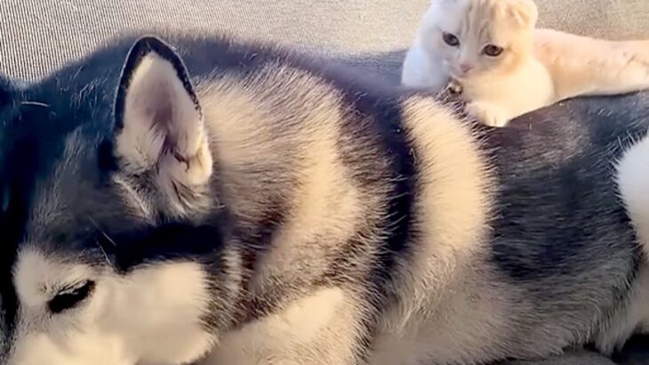 子猫が『大型犬に育てられた』結果→背中から降りたと思ったら…とんでもなく尊い光景が4088万再生「なんか涙出た…」「平和すぎる」と悶絶(ブログ)