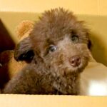 親が3キロ程度の子犬を飼った結果→『同じくらいに育つかな』と思っていたら…想定外だった『成長』に反響「どう育っても可愛い」「元気でよし」(ブログ)