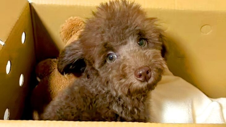 親が3キロ程度の子犬を飼った結果→『同じくらいに育つかな』と思っていたら…想定外だった『成長』に反響「どう育っても可愛い」「元気でよし」(ブログ)