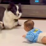 赤ちゃんが突然『奇声』を上げた結果→近くにいた犬が…お笑い芸人のような『100点満点の光景』が224万再生「大げさで草」「めちゃ笑った」(ブログ)