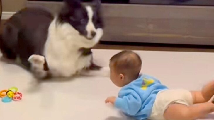赤ちゃんが突然『奇声』を上げた結果→近くにいた犬が…お笑い芸人のような『100点満点の光景』が224万再生「大げさで草」「めちゃ笑った」(ブログ)