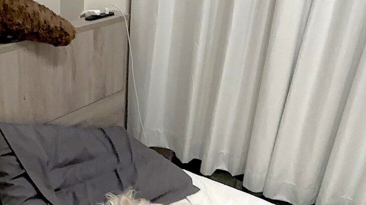 仕事を終えて『犬がいないな』と思ったので、探した結果→ベッドで見つけて…尊すぎる『天使のような光景』に6万いいね「最高」「やりきった感」(ブログ)