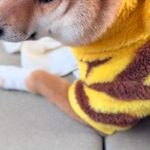 コンビニに行っている間、車で留守番していた犬→すぐに戻ったら…悲壮感がすごい『表情』に反響「そんな目で見られたら…」「気持ち出すぎｗ」(ブログ)