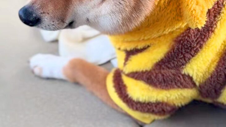 コンビニに行っている間、車で留守番していた犬→すぐに戻ったら…悲壮感がすごい『表情』に反響「そんな目で見られたら…」「気持ち出すぎｗ」(ブログ)