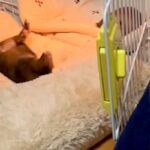 赤ちゃん犬の隣で『子育てに疲れすぎたお母さん犬』が…思わず共感する『まさかの表情』が15万再生「虚無顔で草」「人間味を感じるｗｗ」と反響(ブログ)