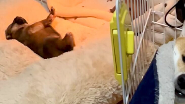 赤ちゃん犬の隣で『子育てに疲れすぎたお母さん犬』が…思わず共感する『まさかの表情』が15万再生「虚無顔で草」「人間味を感じるｗｗ」と反響(ブログ)