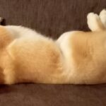 ソファでのんびり寝転がる犬→ふと様子を見てみたら、首が…絶対にくつろげていない『衝撃の姿勢』に反響(ブログ)