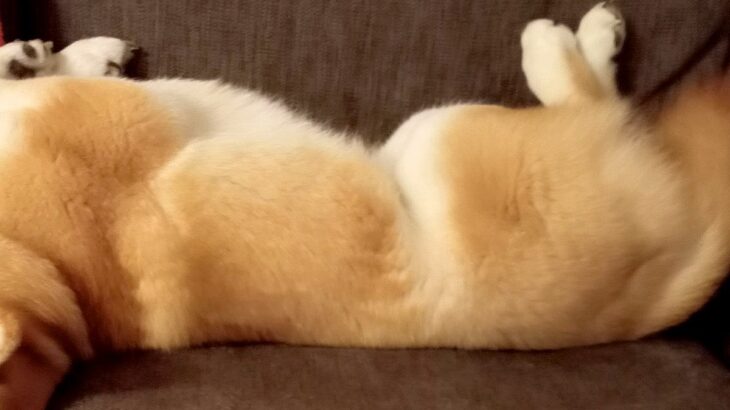 ソファでのんびり寝転がる犬→ふと様子を見てみたら、首が…絶対にくつろげていない『衝撃の姿勢』に反響(ブログ)