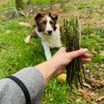 犬に食べさせてもOKな『春の野菜』5選　与えるメリットや注意点まで解説(ブログ)
