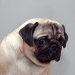 犬が辛いと思っている『タブー行為』5選　飼い主がやりがちなNG行動や改善策まで(ブログ)