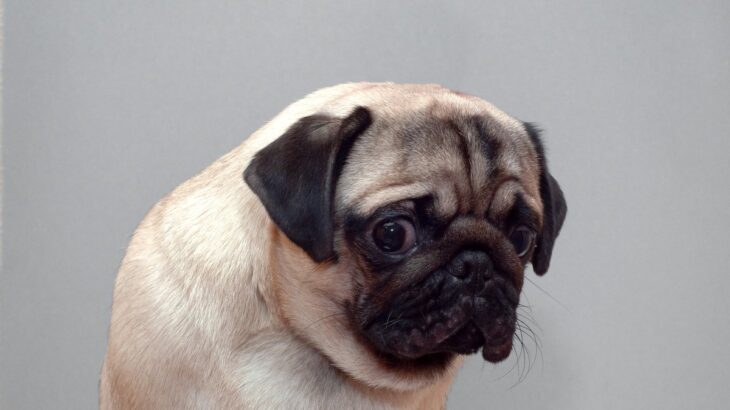 犬が辛いと思っている『タブー行為』5選　飼い主がやりがちなNG行動や改善策まで(ブログ)