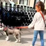 小さな女の子に『大型犬の散歩』を教えた結果→1年後…お見事すぎる『総重量45キロを操る光景』が11万再生「かっこいい」「堂々の風格」(ブログ)