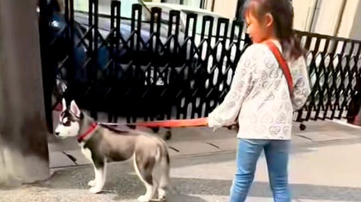 小さな女の子に『大型犬の散歩』を教えた結果→1年後…お見事すぎる『総重量45キロを操る光景』が11万再生「かっこいい」「堂々の風格」(ブログ)