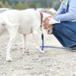 犬が人に『頭突き』をする理由4つ　ぶつかってくる心理や止めてほしい場合の対処法まで(ブログ)