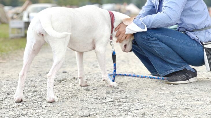 犬が人に『頭突き』をする理由4つ　ぶつかってくる心理や止めてほしい場合の対処法まで(ブログ)