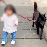 小さな女の子と一緒にお散歩をする甲斐犬→わざわざ『歩幅』を合わせてくれて…優しさに溢れた光景に感動の声「ほっこり」「なんて愛おしい世界」(ブログ)