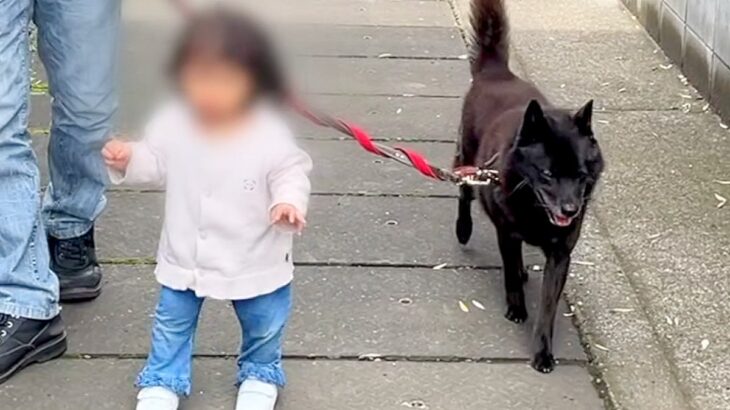 小さな女の子と一緒にお散歩をする甲斐犬→わざわざ『歩幅』を合わせてくれて…優しさに溢れた光景に感動の声「ほっこり」「なんて愛おしい世界」(ブログ)