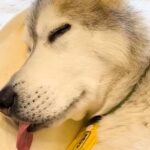 1歳のハスキー犬とおじいちゃん犬→朝の5時30分になると…完全に真逆な『朝の光景』が可愛いと14万再生「子どもは風の子」「二度寝最高」(ブログ)