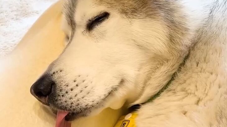 1歳のハスキー犬とおじいちゃん犬→朝の5時30分になると…完全に真逆な『朝の光景』が可愛いと14万再生「子どもは風の子」「二度寝最高」(ブログ)