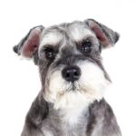 『癌になりやすい』犬種５選　発症する可能性が高い犬の特徴や早期発見する方法まで(ブログ)