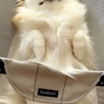 赤ちゃんのバウンサーを羨ましそうに見つめる犬→乗せてあげた結果…想像を超える『表情』が154万表示「とろけてて草」「おてて可愛すぎるｗ」(ブログ)