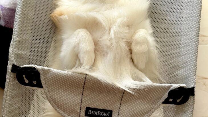 赤ちゃんのバウンサーを羨ましそうに見つめる犬→乗せてあげた結果…想像を超える『表情』が154万表示「とろけてて草」「おてて可愛すぎるｗ」(ブログ)