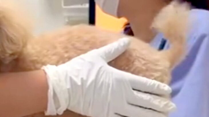 企業の最終面接を控えた日、家族から『犬が倒れた』と連絡→急いで地元に帰ったら…思っていたのと違う光景に反響「可愛すぎてｗ」「素敵な顔」(ブログ)