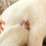 まだ子犬の感覚が抜けない『超大型犬』→無理やり膝の上に乗ってきて…自分の大きさを理解していない光景が87万再生「永遠の子供」「幸せすぎ」(ブログ)