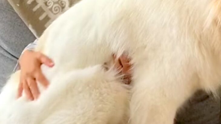 まだ子犬の感覚が抜けない『超大型犬』→無理やり膝の上に乗ってきて…自分の大きさを理解していない光景が87万再生「永遠の子供」「幸せすぎ」(ブログ)