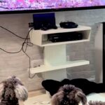 テレビで『犬の番組』が始まると、ワンコたちが興味津々になり…まるで『人間の子どものような光景』が12万再生「べスポジｗ」「幸せ空間」(ブログ)