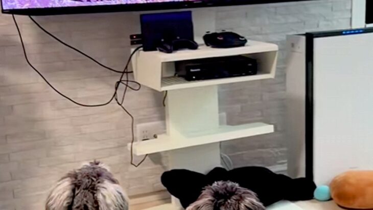 テレビで『犬の番組』が始まると、ワンコたちが興味津々になり…まるで『人間の子どものような光景』が12万再生「べスポジｗ」「幸せ空間」(ブログ)