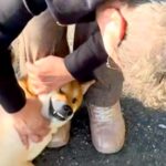 隣に住むおばあちゃんのことが大好きな犬→散歩中に出会った結果…大好きが溢れた『尊すぎる光景』に反響「いいなあ」「声が落ち着くのかな？」(ブログ)