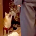 パパが犬に『お留守番をお願いした』結果→完全に言葉を理解して…まさかの『人間すぎる返事の仕方』が29万再生「考えてるの愛おしい…」と絶賛(ブログ)