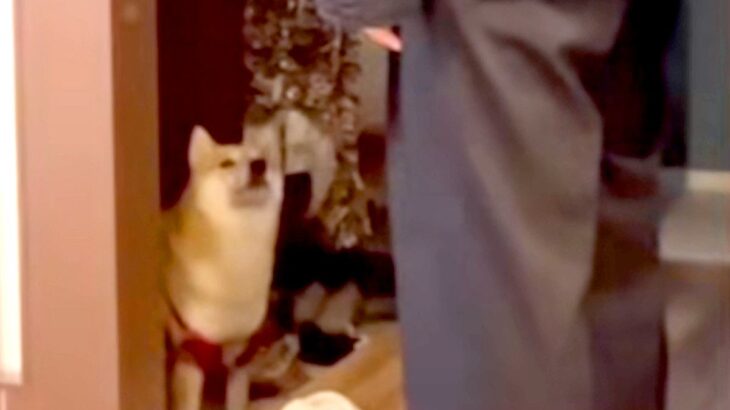 パパが犬に『お留守番をお願いした』結果→完全に言葉を理解して…まさかの『人間すぎる返事の仕方』が29万再生「考えてるの愛おしい…」と絶賛(ブログ)