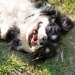 犬が『散歩中に寝転ぶ』理由3つ　地面の上でゴロゴロと寝転がるワケや対処法までご紹介(ブログ)