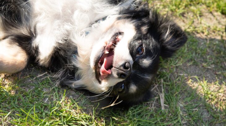 犬が『散歩中に寝転ぶ』理由3つ　地面の上でゴロゴロと寝転がるワケや対処法までご紹介(ブログ)