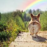 愛犬が亡くなってしまったら…辛いペットロスを乗り越えるためにできることとは(ブログ)