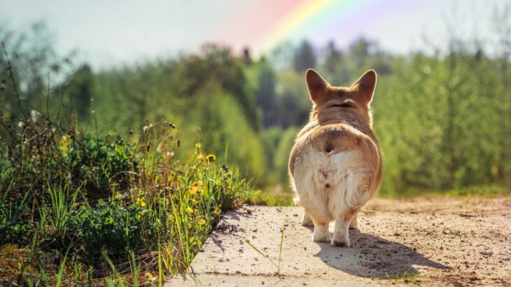 愛犬が亡くなってしまったら…辛いペットロスを乗り越えるためにできることとは(ブログ)