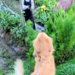 畑にいるおばあちゃんを発見した大型犬→近づいた瞬間…もはや飛んでいきそうな『愛おしい反応』が27万再生「おしりがｗ」「嬉しさ爆発」と反響(ブログ)
