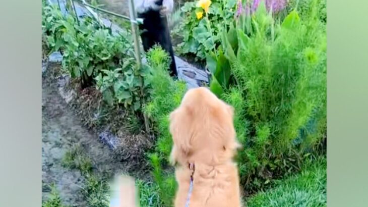 畑にいるおばあちゃんを発見した大型犬→近づいた瞬間…もはや飛んでいきそうな『愛おしい反応』が27万再生「おしりがｗ」「嬉しさ爆発」と反響(ブログ)