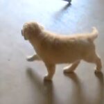 子犬から隠れてみた結果→必死に探し始めて、見つけた瞬間に…あまりにも尊い反応に絶賛の声「マジ天使」「幸せな気持ちになる」(ブログ)