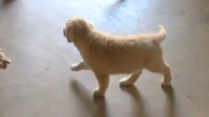 子犬から隠れてみた結果→必死に探し始めて、見つけた瞬間に…あまりにも尊い反応に絶賛の声「マジ天使」「幸せな気持ちになる」(ブログ)